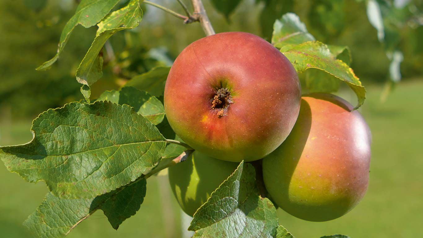 Nahaufnahme von zwei Äpfel an einem Zweig.