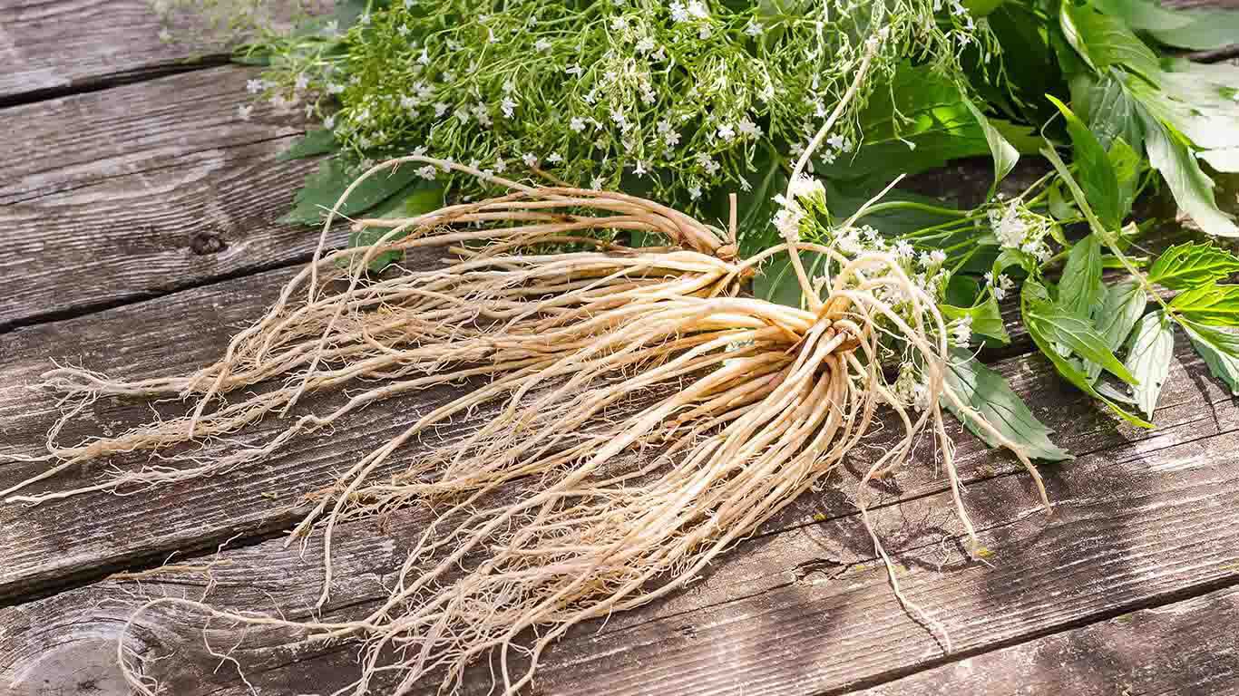 Frische Baldrianwurzeln auf Holzuntergrund mit frischen Blättern und Blüten.