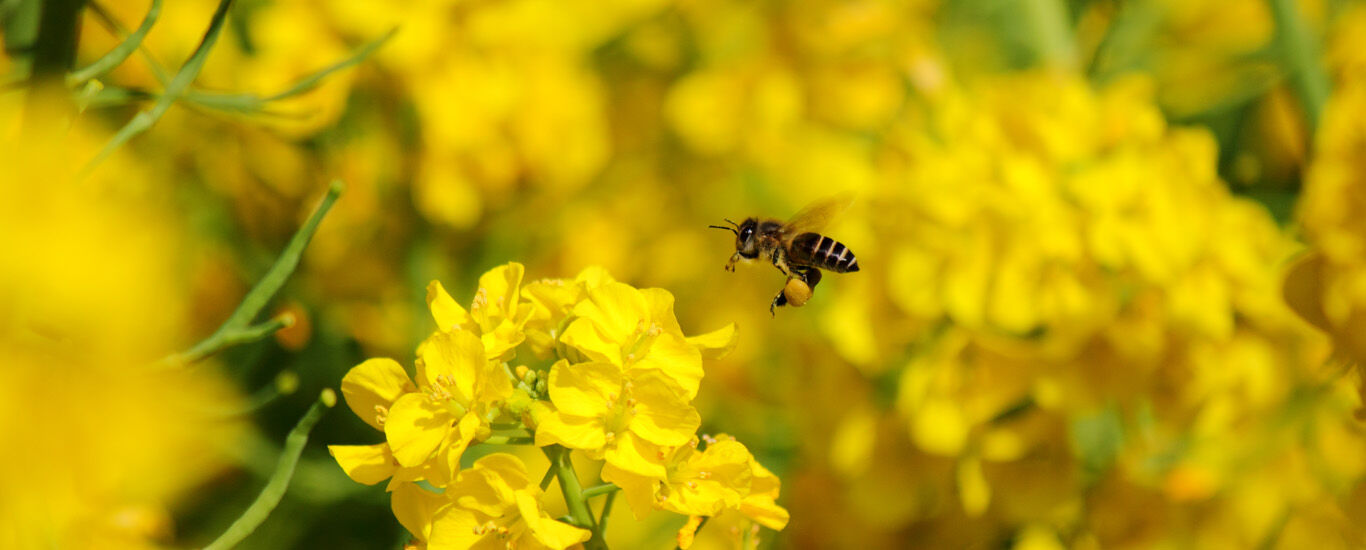 Stadtimkern: Bienen als Hobby