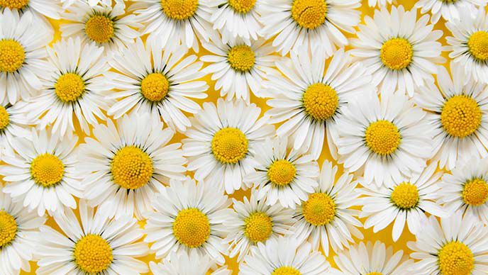 Gänseblümchen Gänseblümchen-Köpfe auf gelbem Hintergrund.