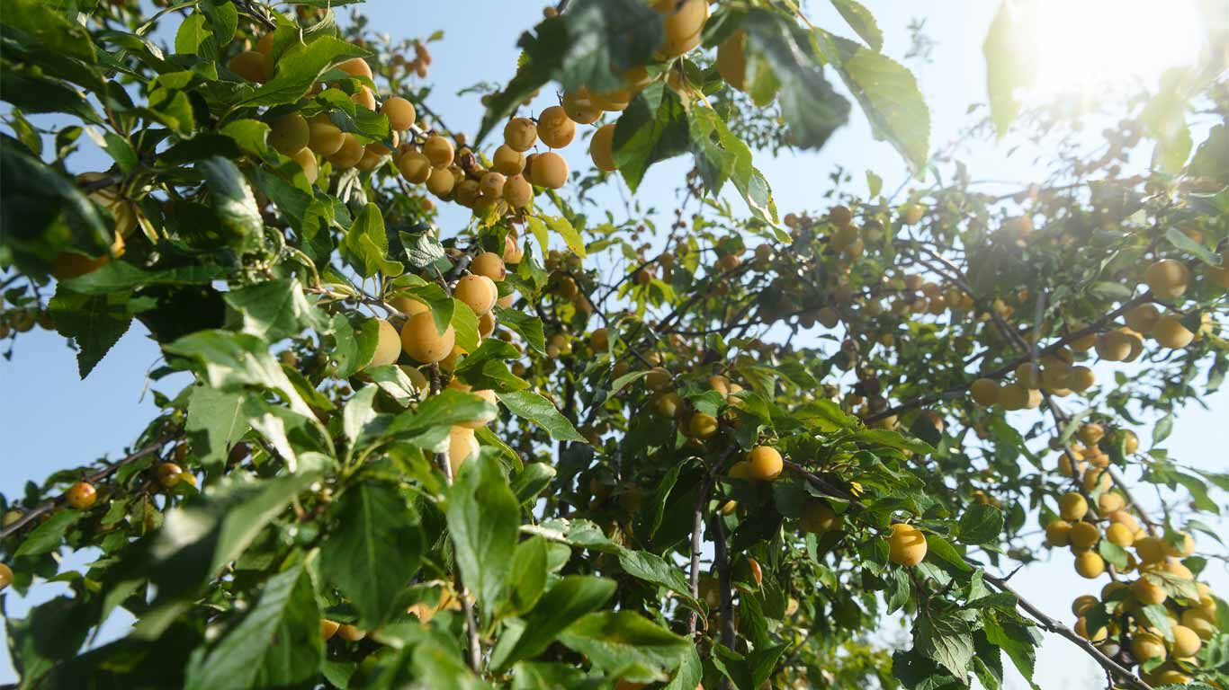 local commitment to sustainability: our meadow orchard