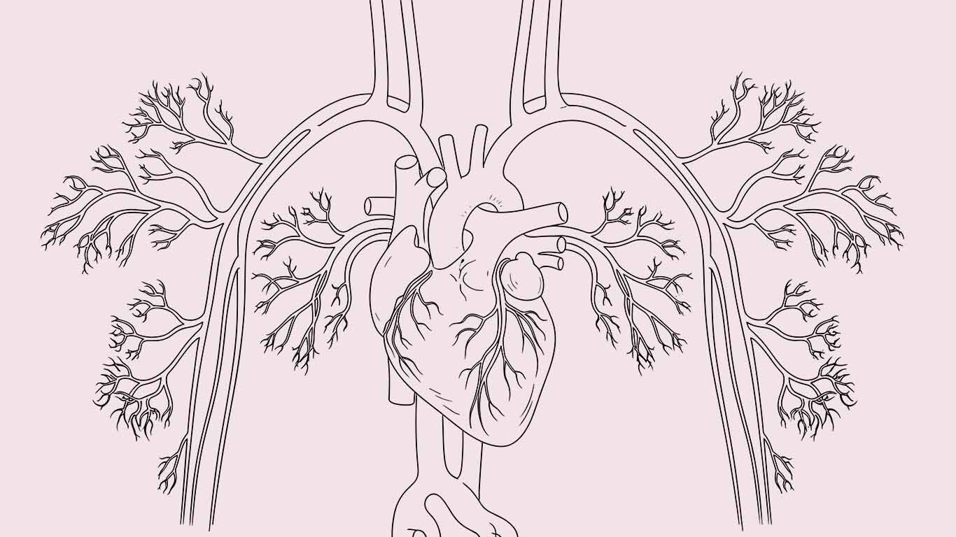 Illustration menschlicher Venen und Arterien in Schwarz-Weiß-Zeichnung