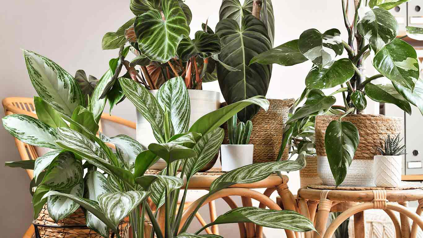 Verschiedene Zimmerpflanzen auf Rattan-Pflanzstühlen.