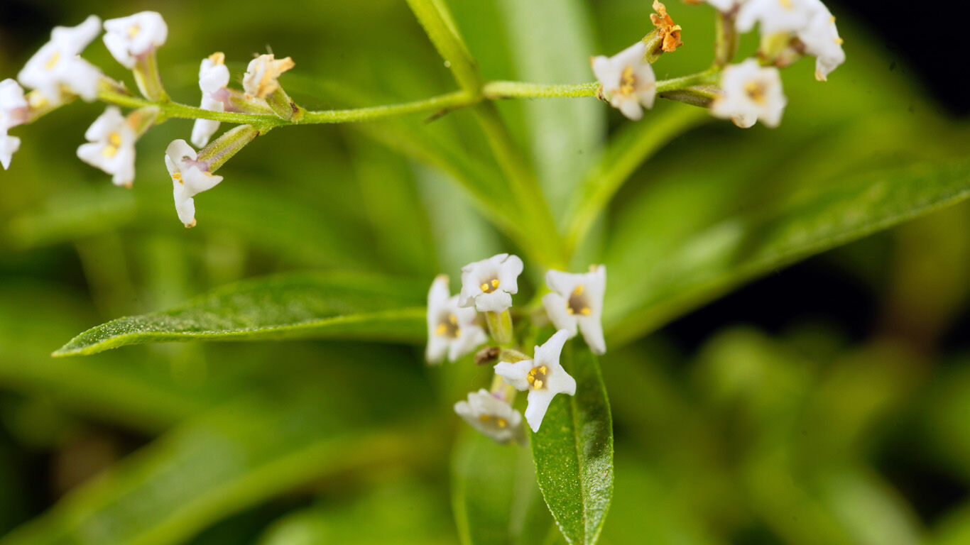 Nahaufnahme einer Zitronenverbenenblüte