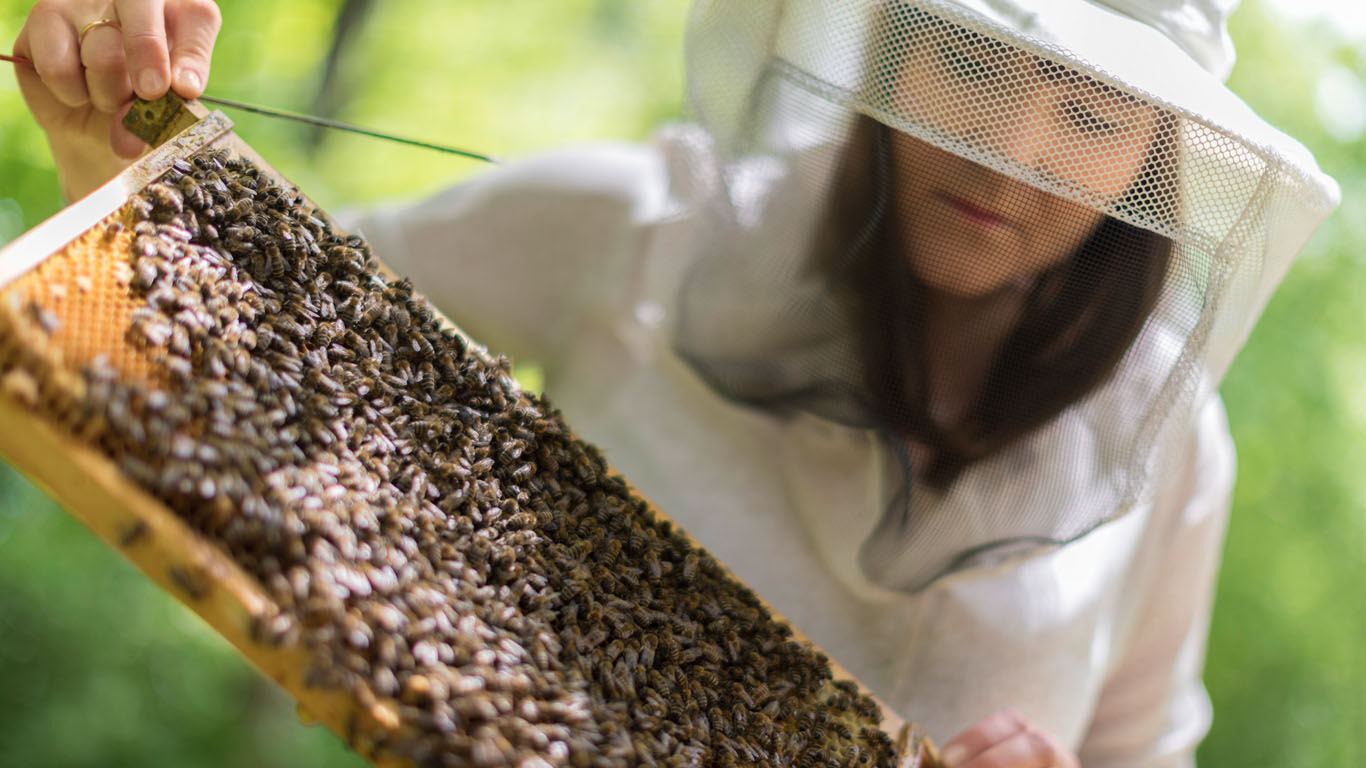 Stadtimker und ihre Bienen