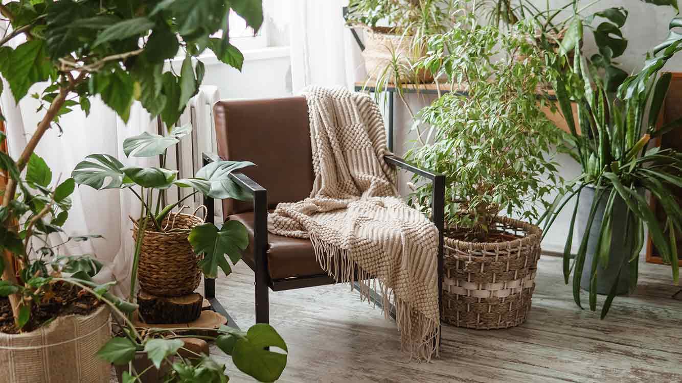 Urban Jungle in einer Wohnung: ein Stuhl mit Decke darüber ist eingerahmt von vielen Zimmerpflanzen. 