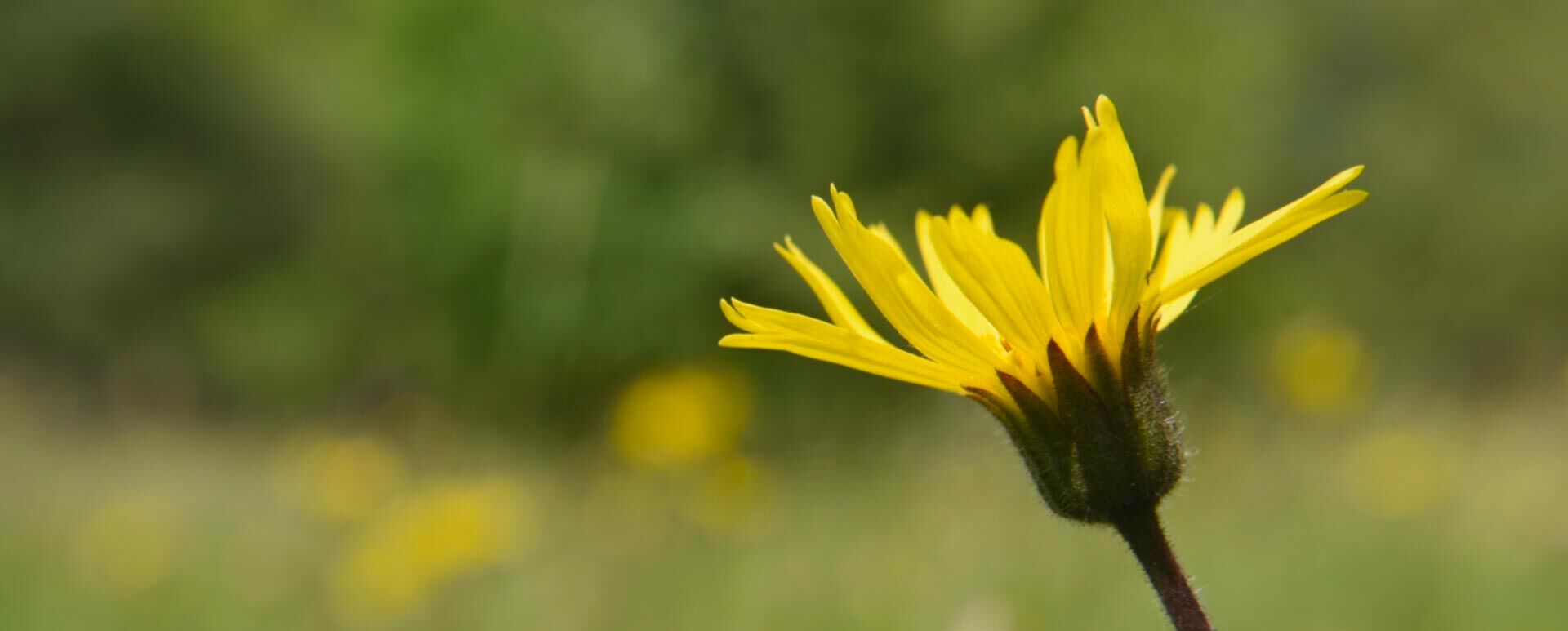 Arnikablüte in Nahaufnahme, im Hintergrund ist unscharf eine Wiese zu sehen