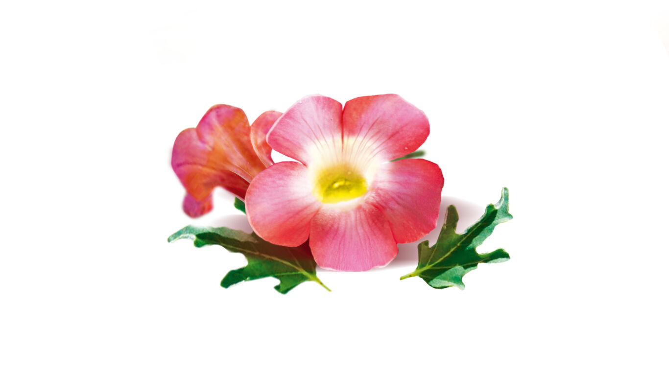 Blüte einer Teufelskralle