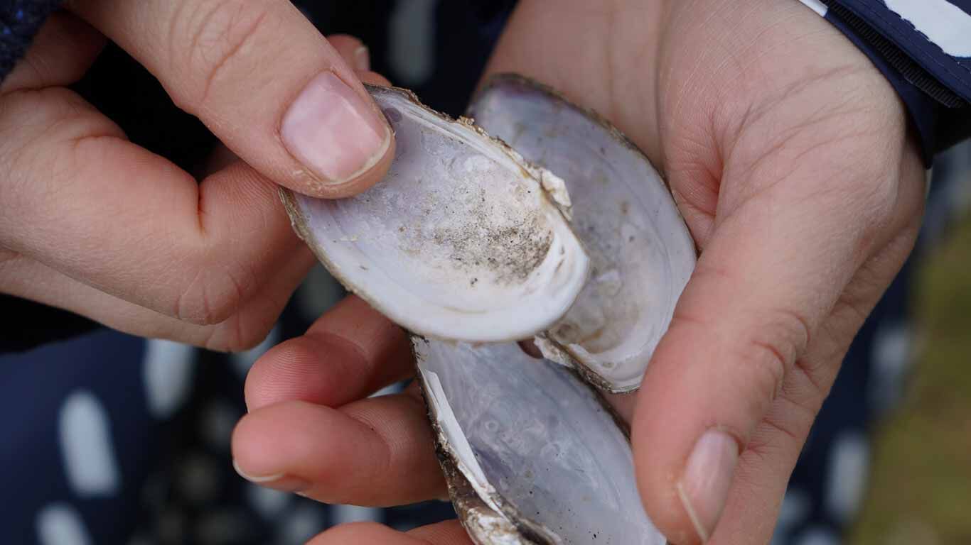 Nahaufnahme von gesammelten Muscheln.