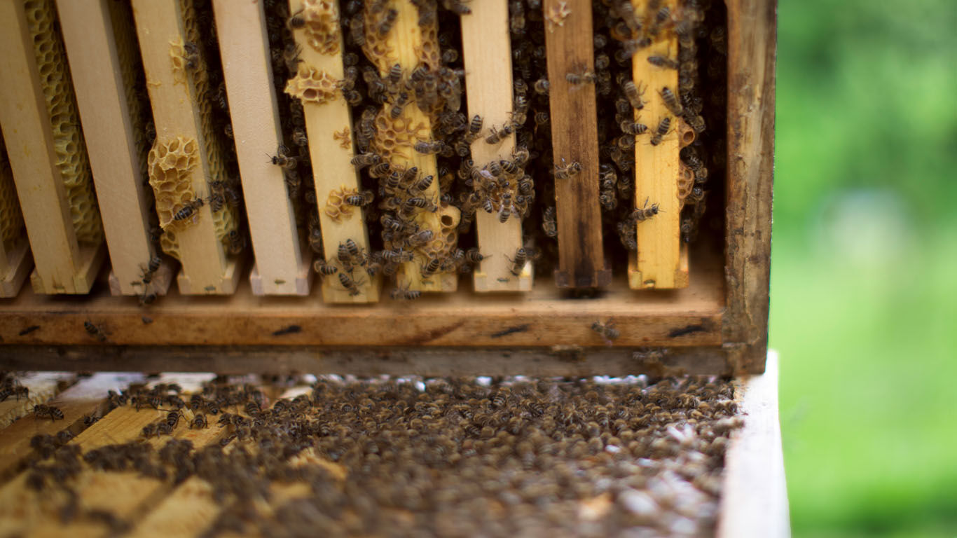 Bienenkasten mit Bienenvolk