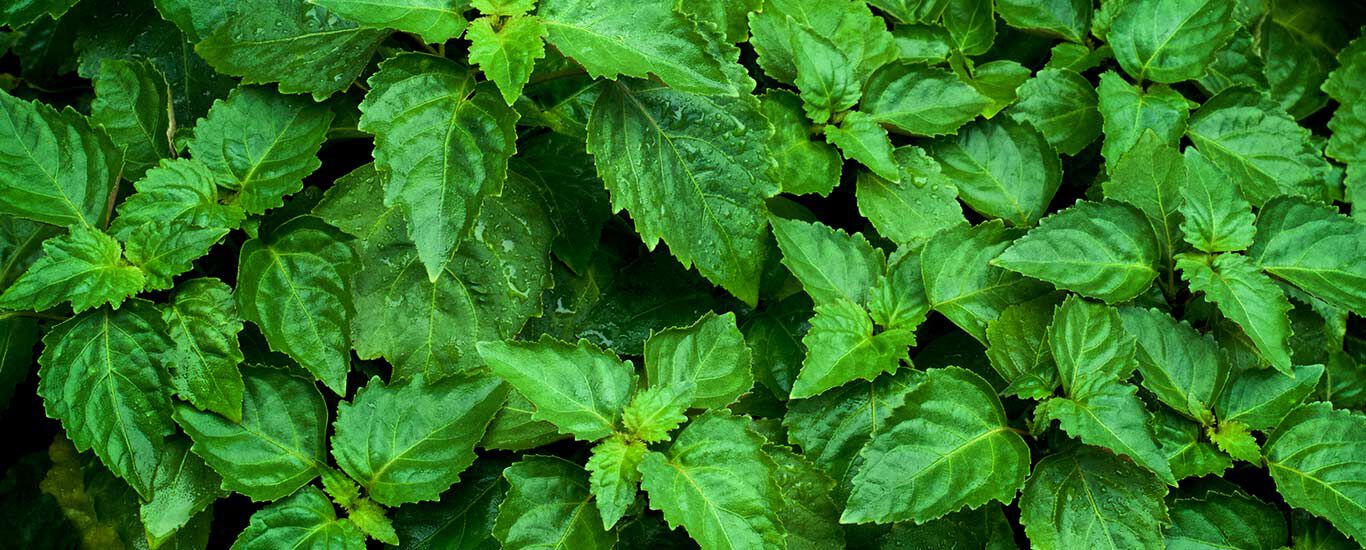 Nahaufnahme einer Patchouli-Pflanze.