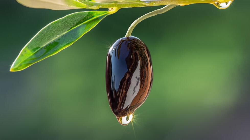 In our products we use vegetable oils Sustainability: Cosmetics with vegetable oils