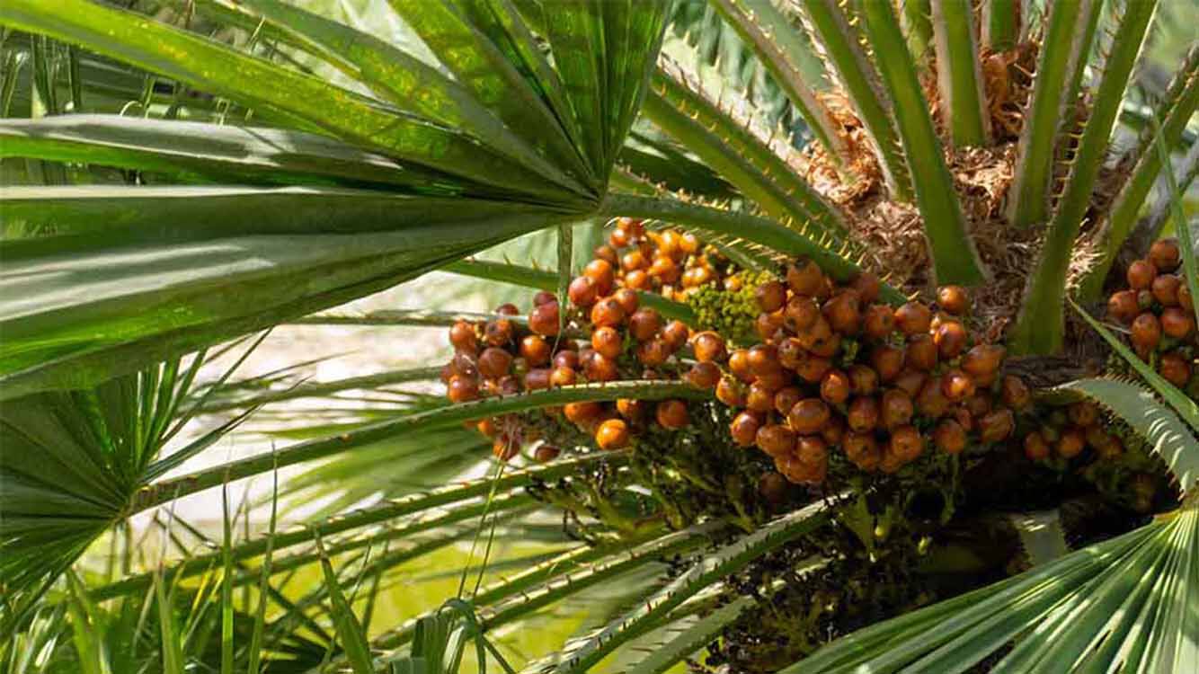 Nahaufnahme einer Palmpflanze mit reifen, orangefarbenen Früchten zwischen den Blättern