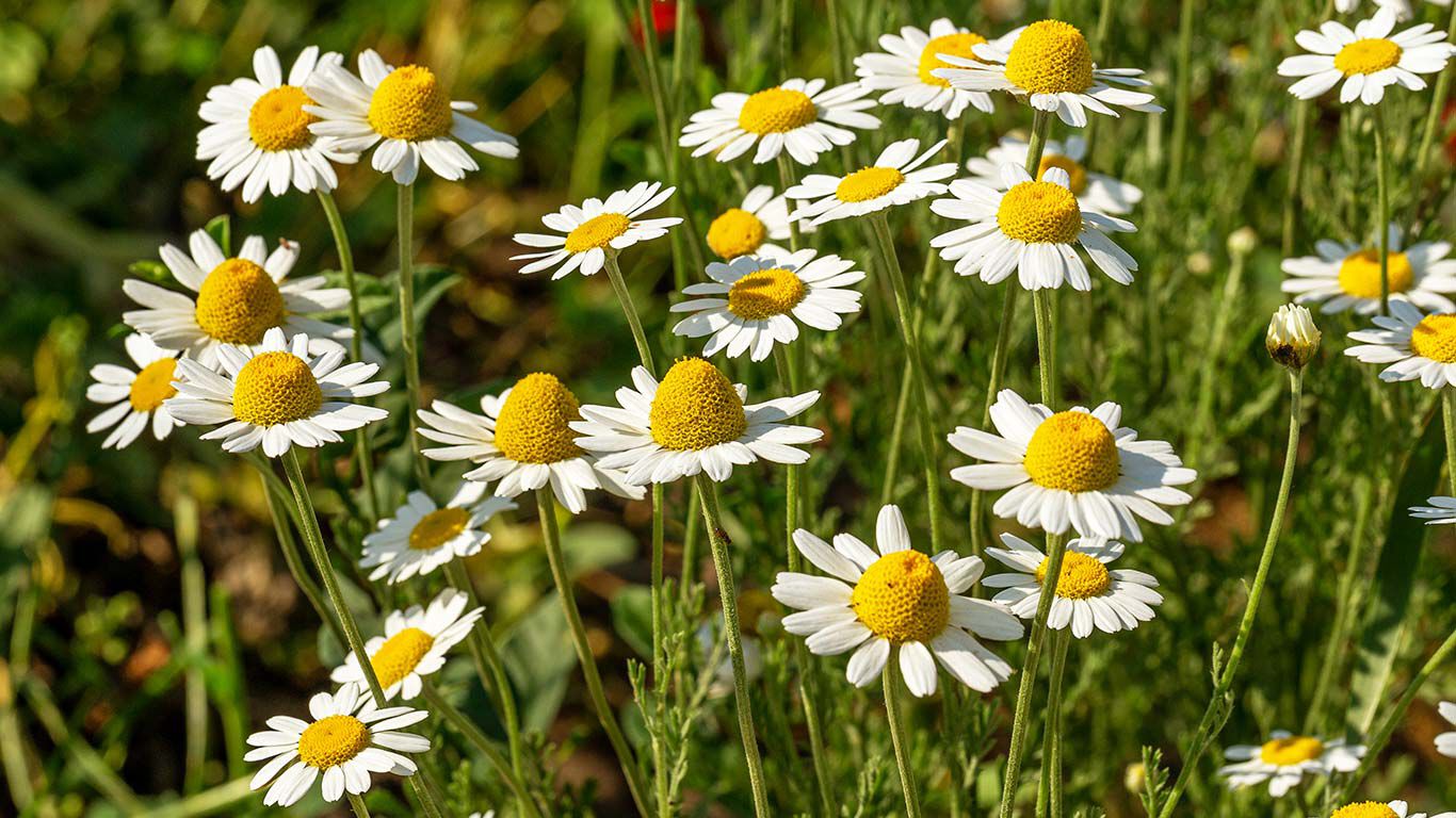 Kamillenpflanzen auf einer Wiese.