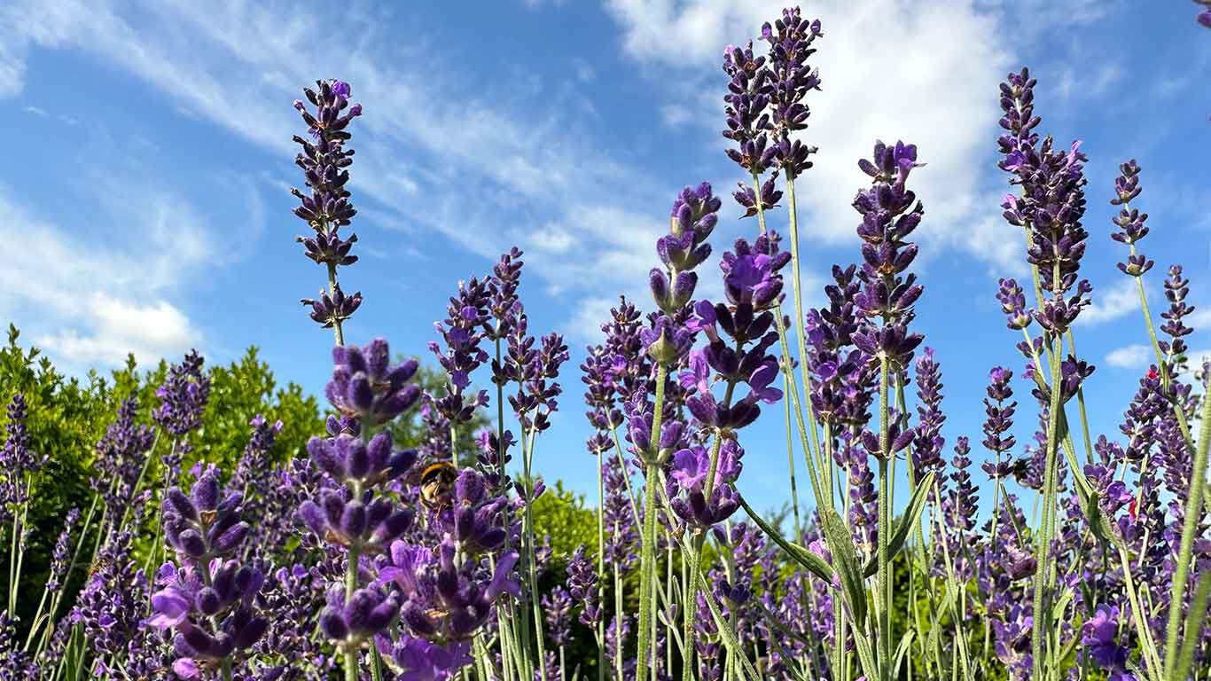 Kneipp Lavendel in der Provence