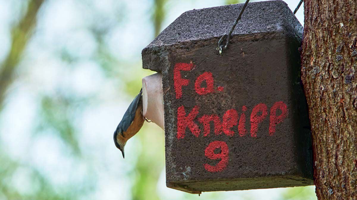 Bild eines Kneipp Nistkastens an einem Baum mit Vogelbesucher.