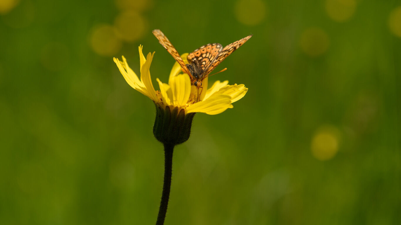 Ein Schmetterling sitzt auf einer Arnikabl&uuml;te auf einer Wildblumenwiese. 