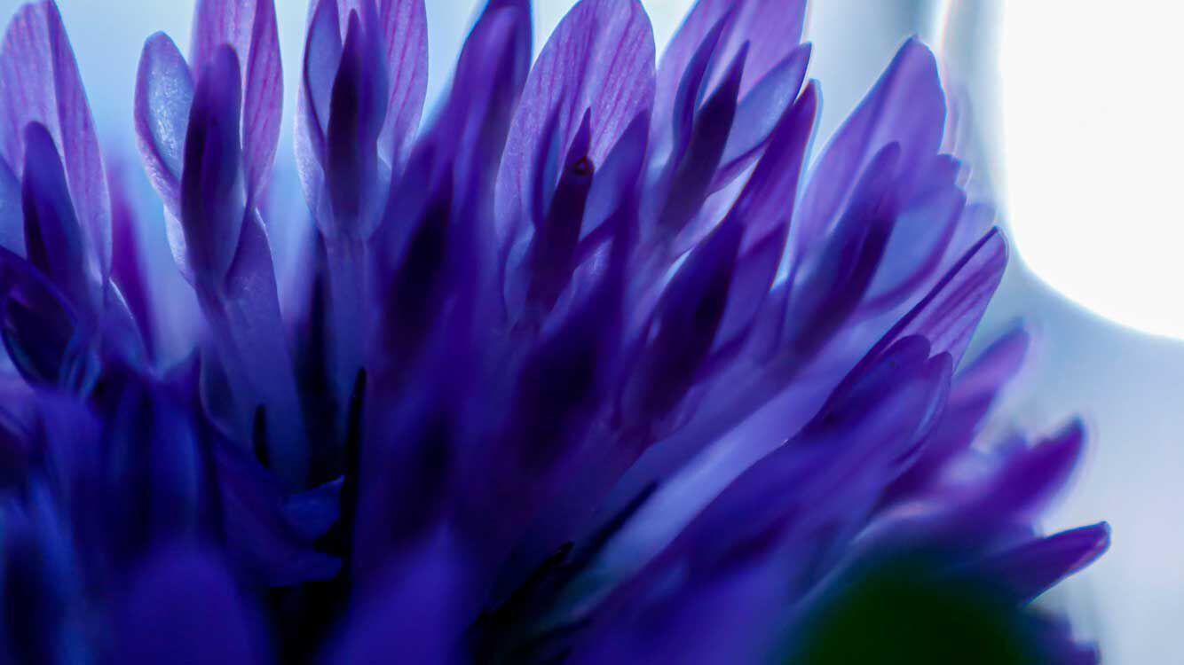 Nahaufnahme einer Bakuchiol Pflanze. 