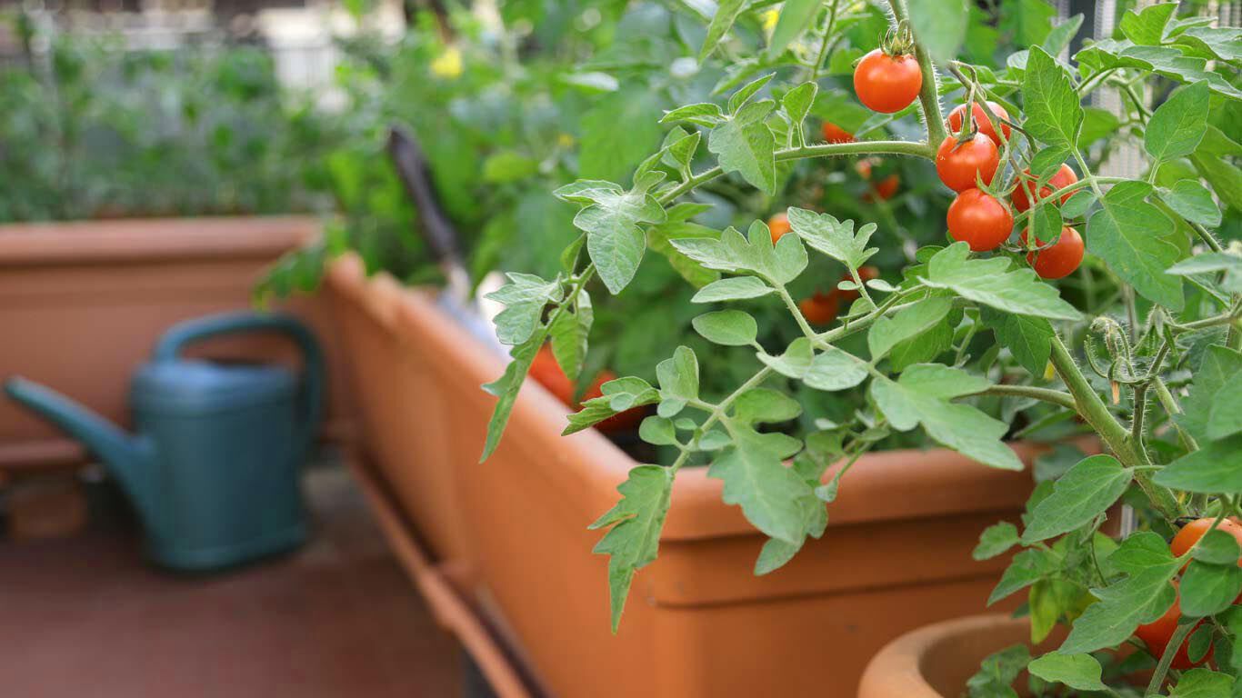 Tomatenstrauch in Pflanzkübel.