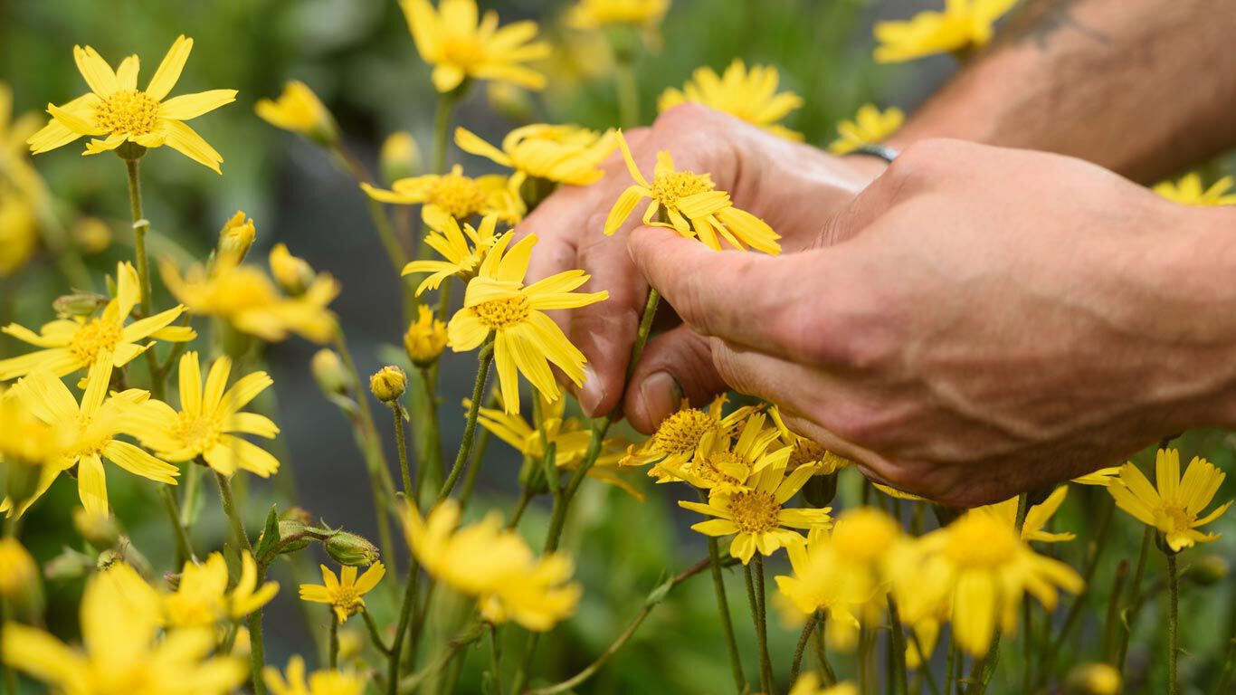eine Hand pfl&uuml;ckt eine Arnikabl&uuml;te aus einem Feld voller Arnika