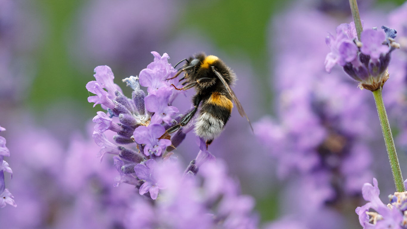 Biene an einer Blüte.