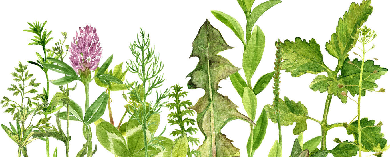 Zeichnung verschiedener Kräuter und Pflanzen.