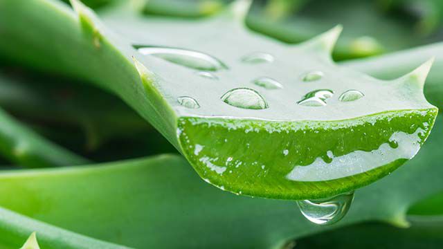 Aloe: Von der Wüste in die (neue) Welt