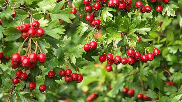 Hawthorn on bush