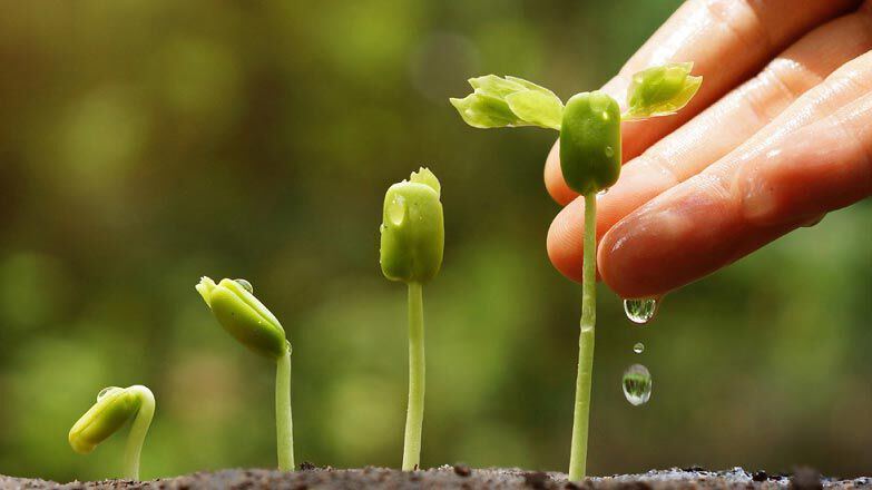 Différents stades d'une pousse de plante.