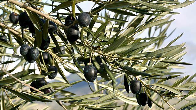 Olives sur l'arbre