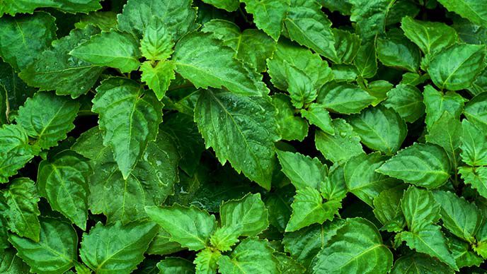 Patchouli im Kneipp Pflanzenlexikon Patchouli Blätter
