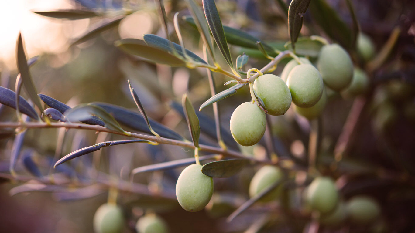Wissenswertes zur Olive