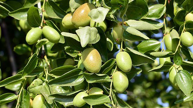 Gros plan sur une plante de jojoba