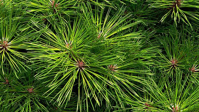 Le pin dans le lexique des plantes Kneipp