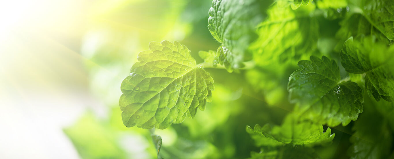 Gros plan sur des feuilles de mélisse