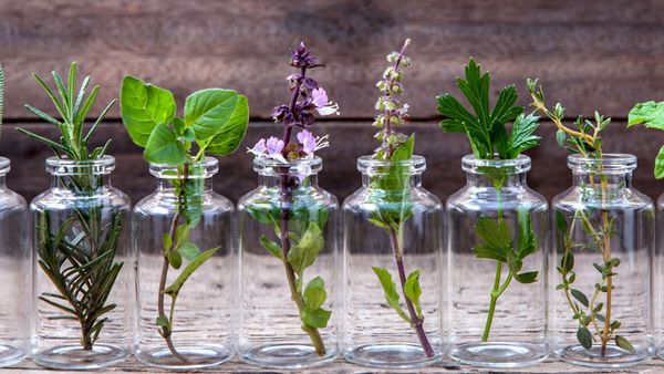 Différentes herbes aromatiques dans des vases en verre individuels.