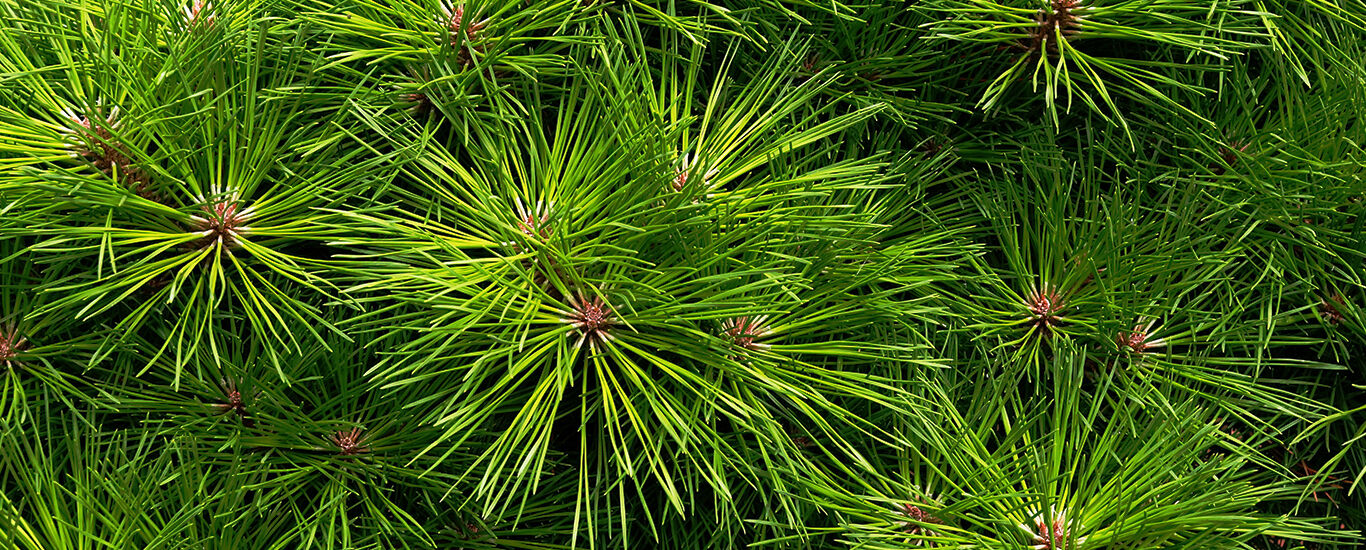 Le pin dans le lexique des plantes Kneipp