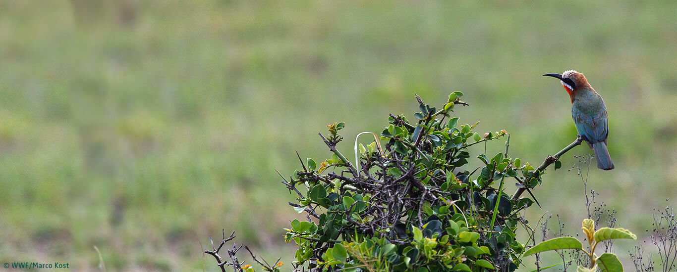 Projet de protection de la nature avec le WWF