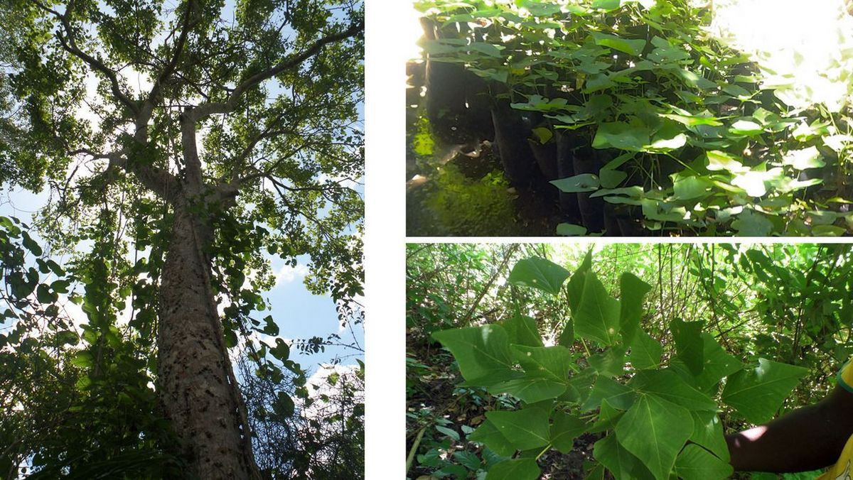 Engagement pour la plante médicinale Erythrina-schelbenii