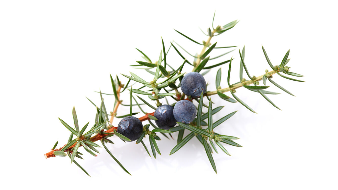 Things to know about juniper