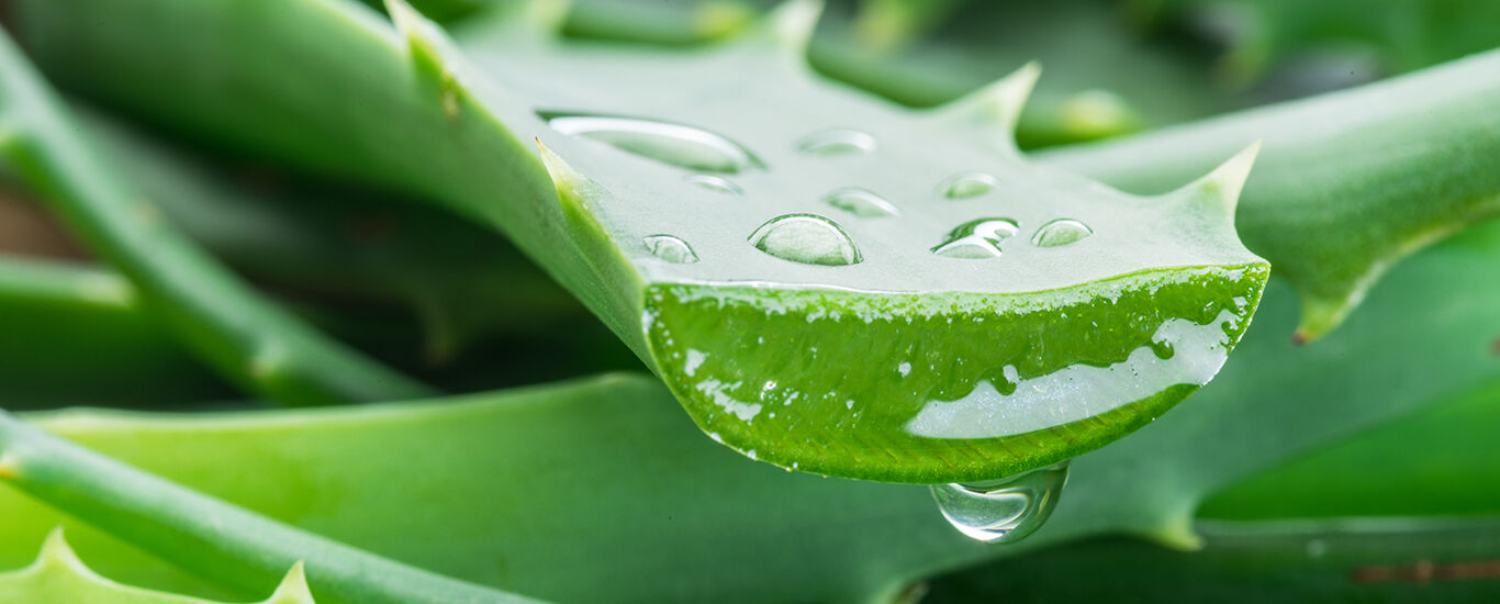 Aloe: Von der Wüste in die (neue) Welt