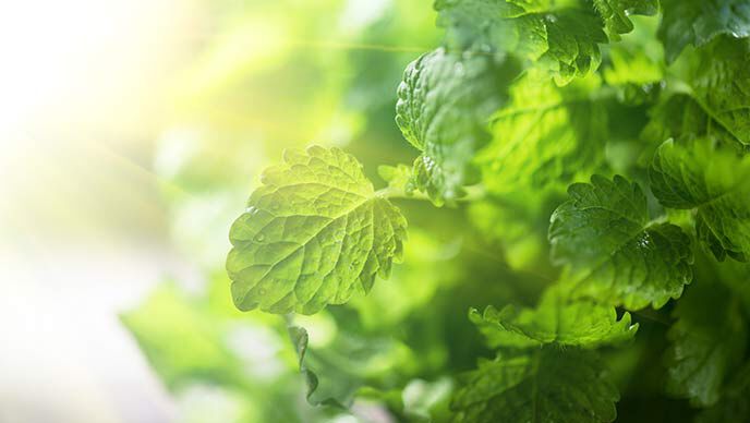 Gros plan sur des feuilles de mélisse