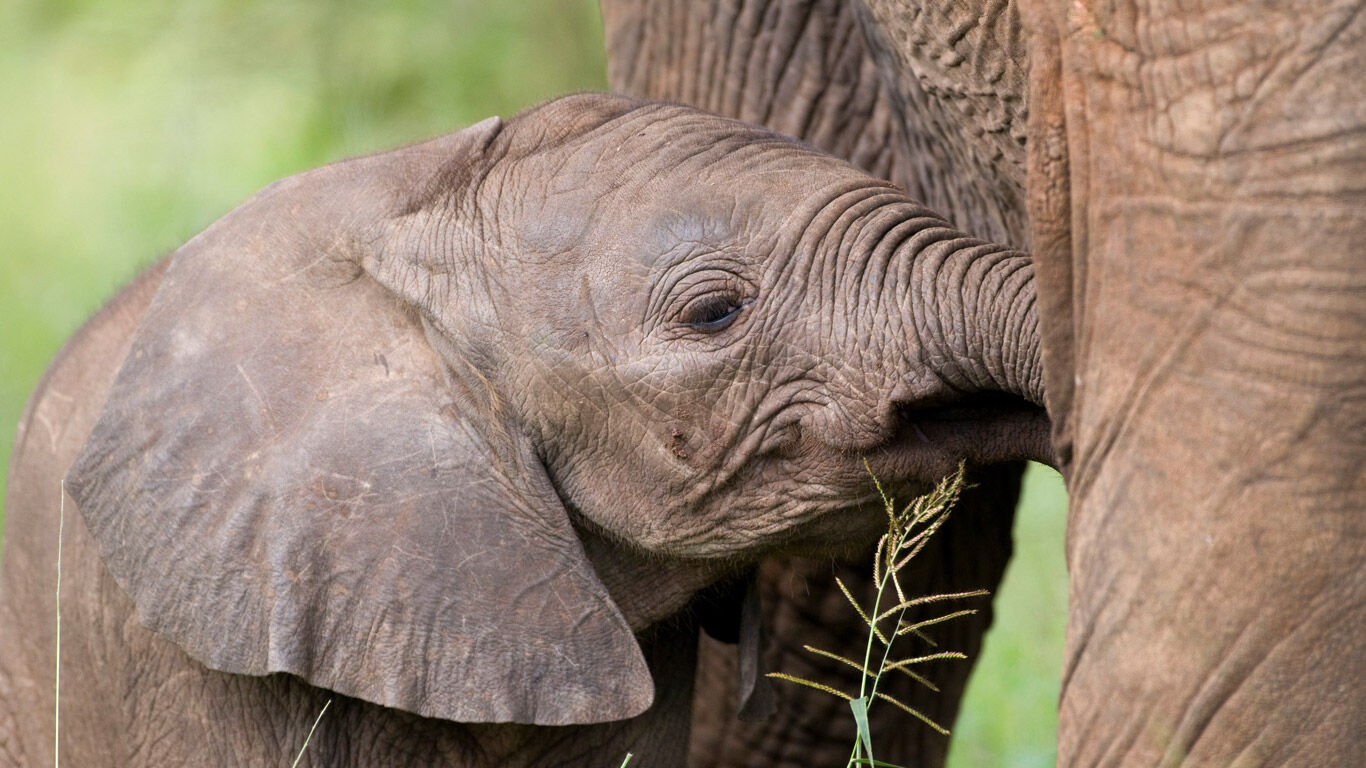 Conservation des espèces et des forêts en Tanzanie