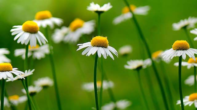 Fleurs de camomille sur une prairie