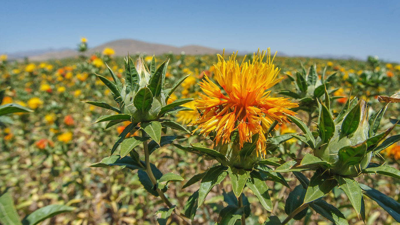 Botanische Merkmale der Distel