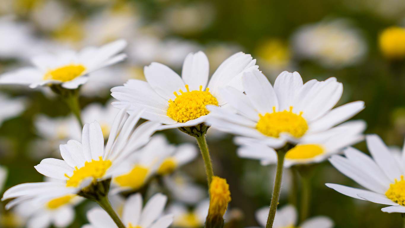 Nahaufnahme von Gänseblümchen-Blüten in einer Wiese. 