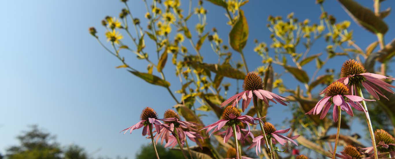 Naturschutz fängt vor der Haustüre an