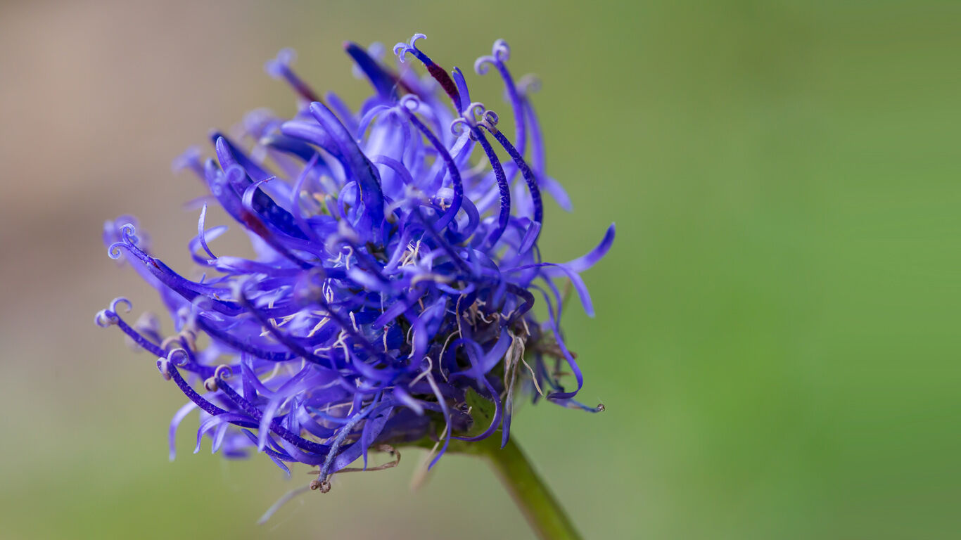 The European devil's claw is not suitable for medicinal purposes