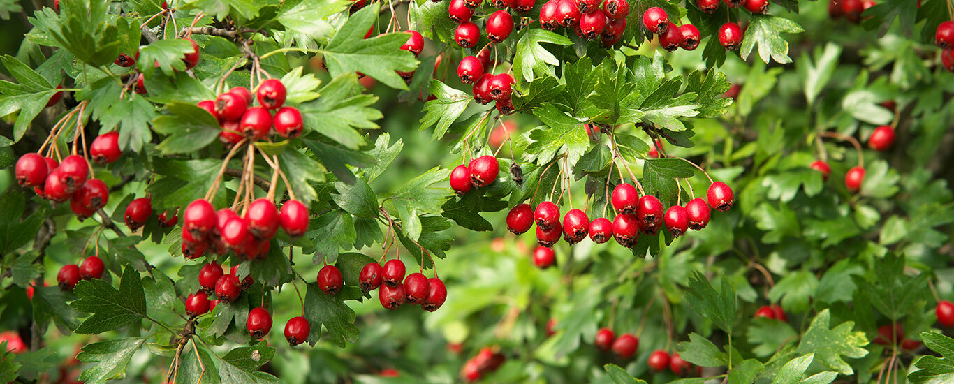 Hawthorn on bush