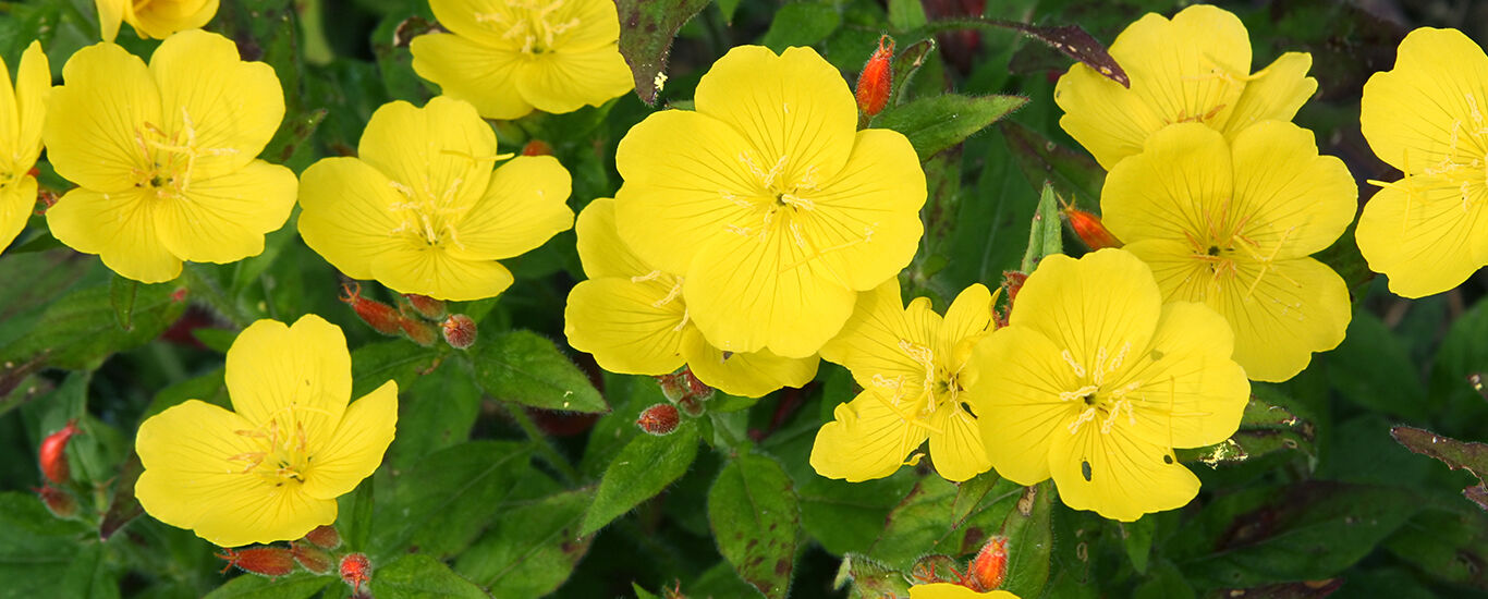 Onagre en fleurs